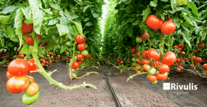 Chăm sóc cây cà chua trong nhà màng