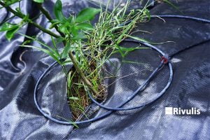 khoang-cach-luu-luong-dau-tuoi-nho-giot-tuoi-rau-mau-tuoi-cay-an-trai