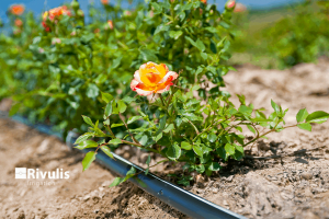 phương pháp tưới nhỏ giọt hiệu quả cho hoa hồng