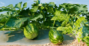 Tưới nhỏ giọt dưa hấu