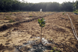 Chia Sẻ Kinh Nghiệm Tưới Phun Mưa Cục Bộ Cho Cây Bưởi