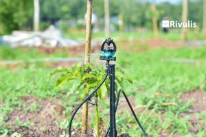 Kỹ thuật chăm sóc cây bơ hiệu quả