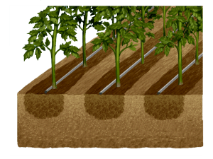 Lắp đặt hệ thống dây tưới nhỏ giọt