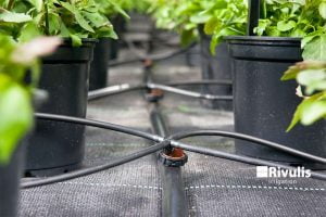 chat-luong-va-gia-ca-dau-tuoi-nho-giot