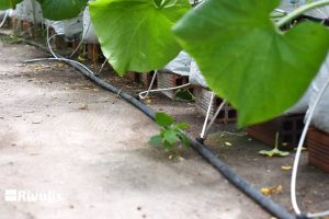 chi-phi-dau-tu-he-thong-dau-tuoi-nho-giot-bu-ap-supertif-tuoi-dua-luoi-trong-nha-kinh-nha-mang