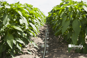 Dây tưới nhỏ giọt rải dọc luống d5000 tưới ớt