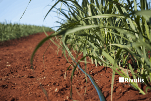 Tưới nhỏ giọt bù áp cho mía