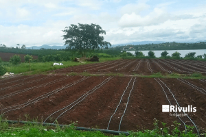 Dự án tưới nhỏ giọt rải dọc luống sử dụng dây nhỏ giọt Rivulis Eolos Garden