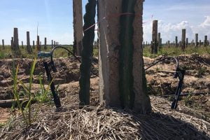 dự-án-tưới-thanh-long-tại-bình-thuận