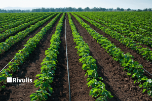 Khi nào cần dùng dây tưới nhỏ giọt bù áp cho cây