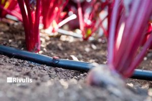 khoang-cach-luu-luong-dau-tuoi-nho-giot-tuoi-rau-mau-tuoi-cay-an-trai