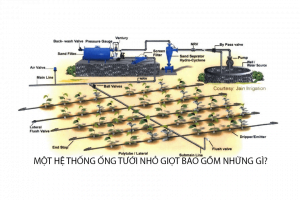 Một hệ thống ông tưới nhỏ giọt bao gồm