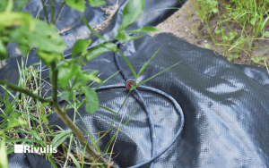 Lắp đặt hệ thống tưới nhỏ giọt cuốn quanh gốc