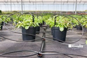 tuoi-tu-dong-hieu-qua-cho-rau-hoa-trong-trong-chau-voi-dau-tuoi-nho-giot-rivulis