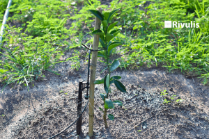 Chi-Phí-lắp-Đặt-Hệ-Thống-Tưới-Phun-Mưa-Cục-Bộ-Cho-Cây-Quýt