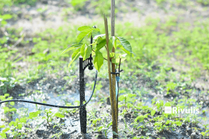 Lắp-Đặt-Hệ-Thống-Tưới-Phun-Mưa-Cục-Bộ-Cho-Cây-Mãng-Cầu (Na)