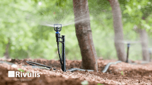 Rondo-bu-ap-tuoi-phun-mua-cuc-bo-cay-an-trai-1 (1)