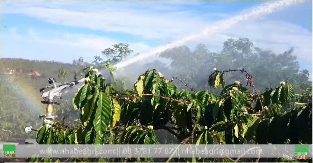 Tưới cà phê bằng súng – béc tưới bán kính lớn 11 Tuoi ca phe bằng súng tưới Atom 35