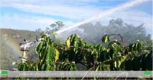 Tuoi ca phe bằng súng tưới Atom 35