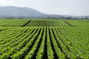 chăm sóc cây thuốc lá