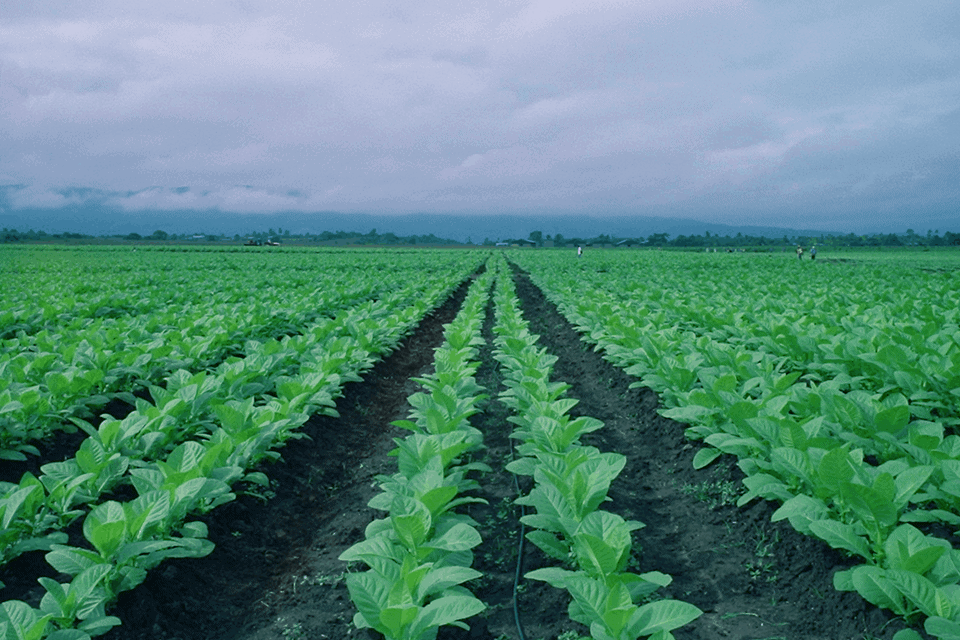 Kỹ thuật trồng và chăm sóc cây thuốc lá