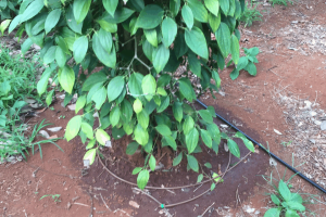 Tưới nhỏ giọt cuốn quanh gốc sử dụng dây hydro bloom tưới phân bón