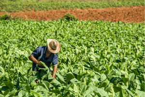 Cách trồng cây thuốc lá