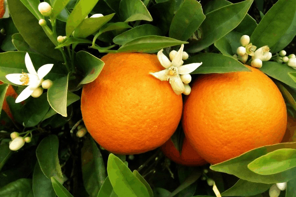 tưới phun mưa cục bộ cho cây cam