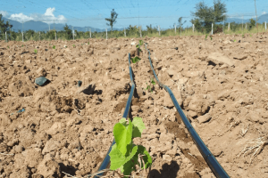 Dây nhỏ giọt D1000 tưới nho