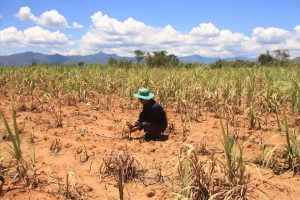 Hạn hán ảnh hưởng đến sản xuất mía