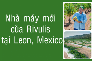nhà máy rivulis tại leon mexico