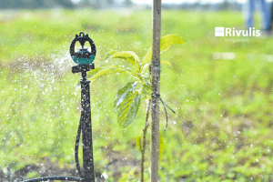 Chi Phí Lắp Đặt Hệ Thống Tưới Phun Mưa Cục Bộ Cho Cây Bưởi