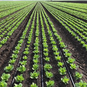 Ống tưới nhỏ giọt Rivulis T-Tape