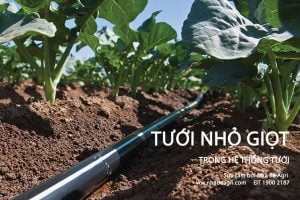 Tưới nhỏ giọt