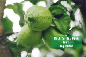 Giảm thiểu sâu bệnh gây hại trên cây chanh