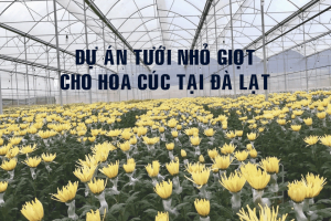 du-an-tuoi-nho-giot-hoa-cuc-6