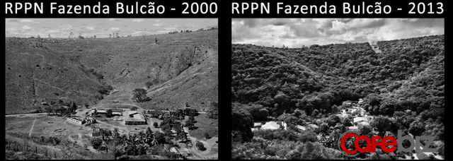20 năm phục hồi rừng