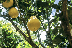 CHăm sóc bưởi ra trái theo thời gian quy định