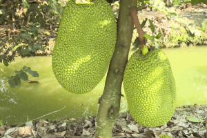 Kỹ thuật trồng mít thái hiệu quả