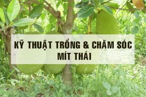 kỹ thuật trồng và chăm sóc mít thái