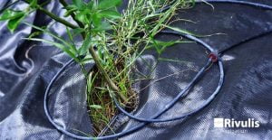 những kĩ thuật tưới chanh hiệu quả