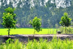 Nông dân trồng mít thái ồ ạt trên đất ruộng