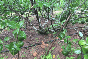 tưới nước cho cây có múi