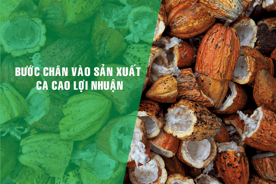 Bước chân vào sản xuất ca cao đạt lợi nhuận