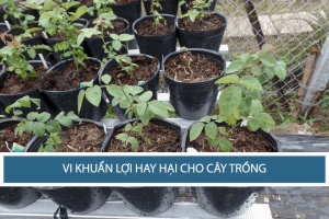 Vi Khuẩn Biến Đổi Có Thể Bảo Vệ Môi Trường và Thay Thế Thuốc Trừ Sâu Nhân Tạo