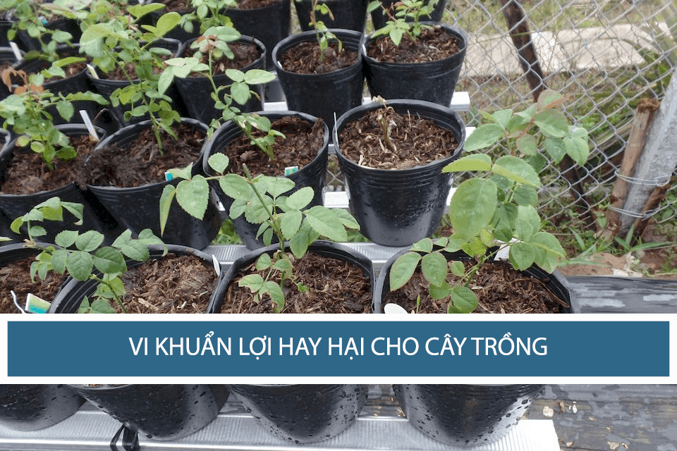 Vi Khuẩn Biến Đổi Có Thể Bảo Vệ Môi Trường và Thay Thế Thuốc Trừ Sâu Nhân Tạo