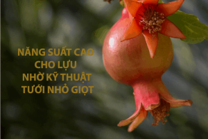 Hệ thống tưới nhỏ giọt cho cây lựu
