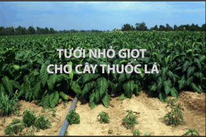 Hệ thống tưới nhỏ giọt cho cây thuốc lá
