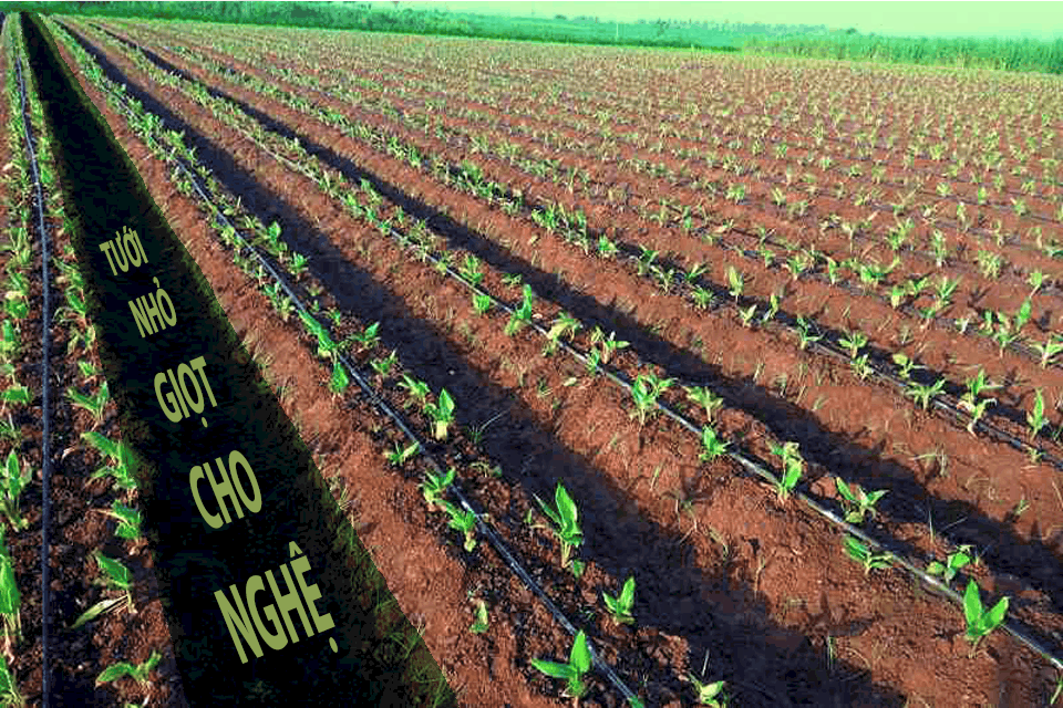 Hệ thống tưới nhỏ giọt cho củ nghệ