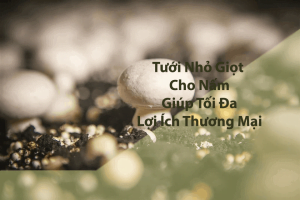 Tưới cây nấm bằng hệ thống tưới nhỏ giọt cho nấm